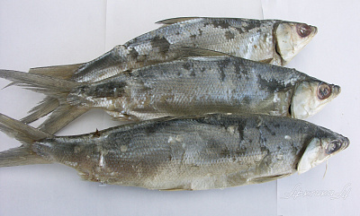 Превью Омуль свежемороженый 0,8-1,2 кг лето 2025г