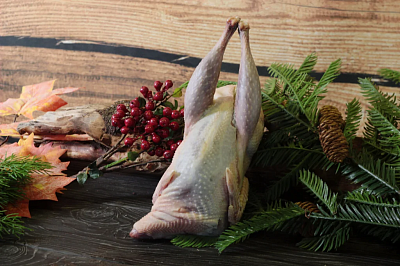 Превью Фазан вольерный 0,6-0,8кг 